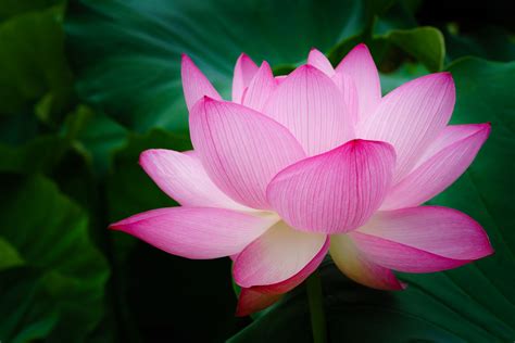 what is pink lotus